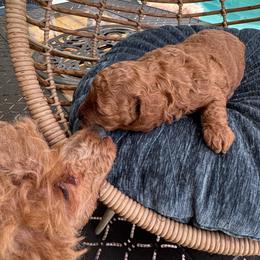 Baby girl - Red  female Poodle puppy in Kissimmee, Florida from Anna's Puppy Tales