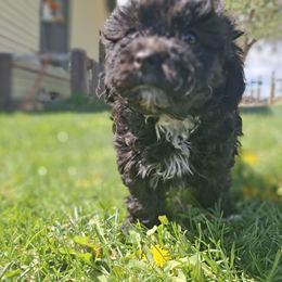 Girl 2 - Black female Companion Cross puppy in Montrose, Colorado from Gnomies Furry Friends