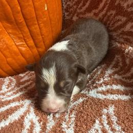 Calypso - White and red male Border Collie puppy in Mckinney, Texas from Border Collies of Ruidoso
