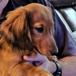 Boy 2 - Red Dachshund puppy in California from Joe's Dachshunds