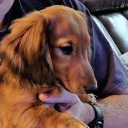 Boy 2 - Red Dachshund puppy in California from Joe's Dachshunds