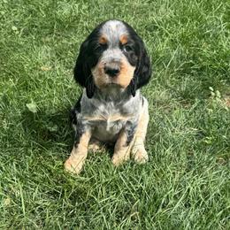 JJ - Black white and tan male English Springer Spaniel puppy in Coeur D'alene, Idaho from Springer Hollow