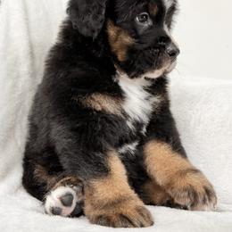 Lucian - Tri-color male Bernedoodle puppy in Pulaski, Tennessee from My Fair Doodles