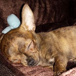 Chihuahua Puppies from Jersey’s Tiny Tails Chihuahuas