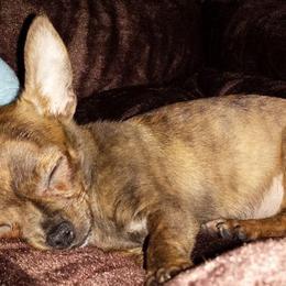 Chihuahua Puppies from Jersey’s Tiny Tails Chihuahuas