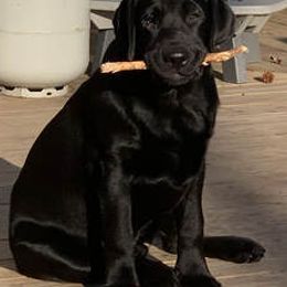 Labrador Retrievers from Harlequin Labradors