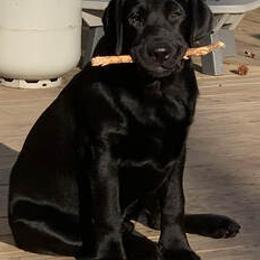 Labrador Retrievers from Harlequin Labradors