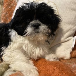Boy 3 - Black and white male Shih Tzu puppy in Lexington, North Carolina from SCS Shih Tzus