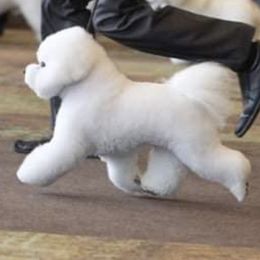 Bichon Frises from Wet Kisses Bichons