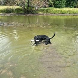 Geo - Brown Collar - Black male Labrador Retriever puppy in Hurtsboro, Alabama from PARK’s Family Farm