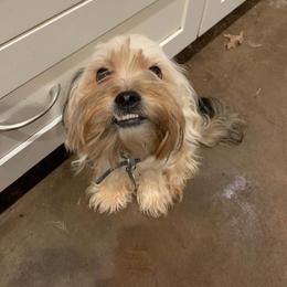 Shorkie All Grown Up from Roover's Oklahoma Shorkies