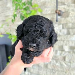 Ganges - Phantom male Bernedoodle puppy in Marshall, Michigan from Whispering Aspen Homestead