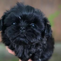 Black boy - Black male Shih Tzu puppy in Modesto, California from Debbie's Darling Shih Tzus