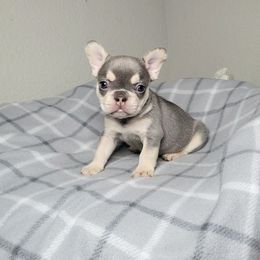 Ryder - Tricolors male French Bulldog puppy in Colorado Springs, Colorado from Sun Mountain Frenchies