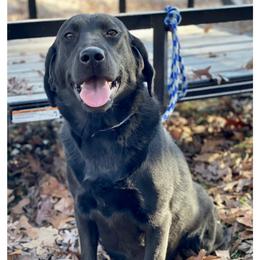 Sunshine - Labrador Retriever
