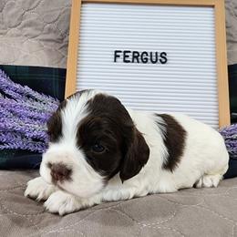 Fergus Parti Sable - Sable and white male Cocker Spaniel puppy in Morristown, Tennessee from Down in the Holler