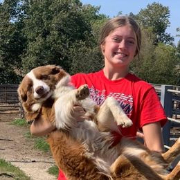 Rosie  - Australian Shepherd