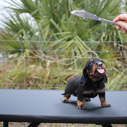 Dachshund Puppies from Far Far Away Dachshunds