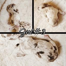 Girl 3 - Liver and white female Cardigan Welsh Corgi puppy in Natchitoches. La, Louisiana from Bleu Bayou Corgis