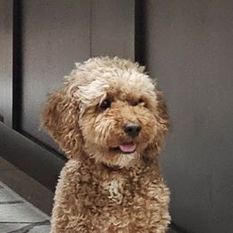 Annie - Goldendoodle