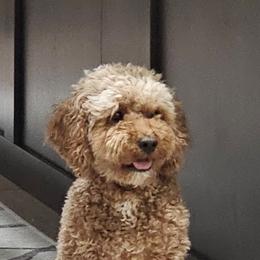 Annie - Goldendoodle