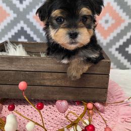 Banks - Black & tan tri-color male Morkie puppy in Monticello, Iowa from Ashley’s Puppies