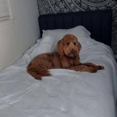 Amina - Goldendoodle