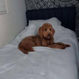 Amina - Goldendoodle