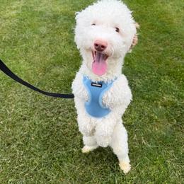 Brady - Poodle
