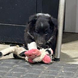 Brown - Black and white male Shetland Sheepdog puppy in Fontanelle, Iowa from Jensen Farms Shelties