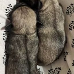 Pugs from Billy's and Breanna's Place