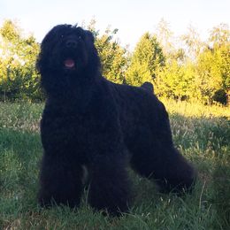 Shaman - Black Russian Terrier