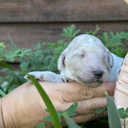 Poodle Puppies from Aura & Luxe Poodles