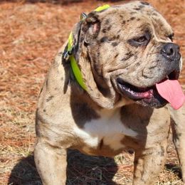 Alapaha Blue Blood Bulldogs from Chop Top Alapahas