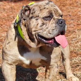 Alapaha Blue Blood Bulldogs from Chop Top Alapahas