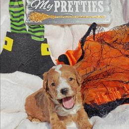 Buzz - Red male Cavapoo puppy in Dallas, Texas from Halo's Heroes Doodles
