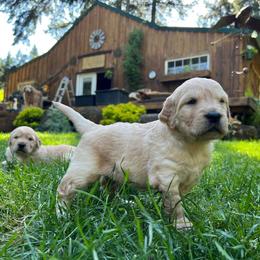 Golden Retriever puppies from Golden Soul Companions