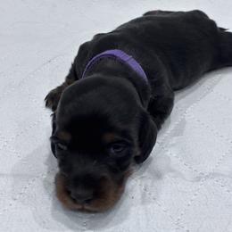 Girl 2 purple collar - Black and tan female Dachshund puppy in Chicago, Illinois from RGZ Doxies