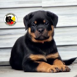 Rottweiler Puppies from Harris Hill Rottweilers
