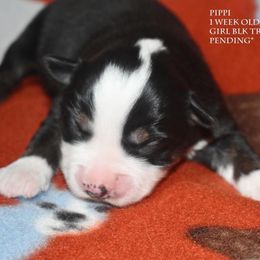 Pippi - Black tri female Miniature Australian Shepherd puppy in Patterson, North Carolina from DreamLine Aussies