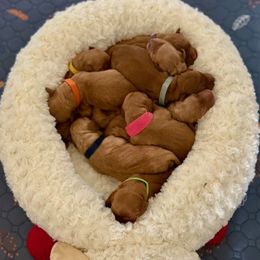 Mr. Yellow - Dark golden male Golden Retriever puppy in Lake George, Colorado from Floyd Ranch Field Goldens