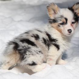 American Corgi, Cardigan Welsh Corgi, and Pembroke Welsh Corgi Puppies from Diamond Corgis