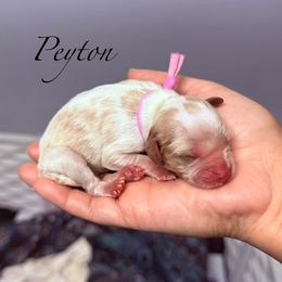 Peyton - Blenheim female Cavalier King Charles Spaniel puppy in Spokane, Washington from Treasured Cavaliers of the Pacific Northwest