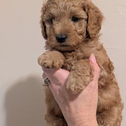 Yellow Boy - red coat - Red male Whoodle puppy in Kalispell, Montana from Countryman Whoodles