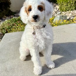 Goldendoodle Puppies from Sallyb.doodles