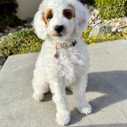 Goldendoodle Puppies from Sallyb.doodles