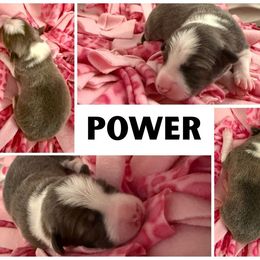 Border Collie Puppies from Pam's Dog Academy & Border Collies