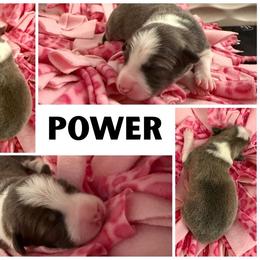 Border Collie Puppies from Pam's Dog Academy & Border Collies