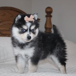 Kate MINI - Gray and white female Pomsky puppy in Apple Creek, Ohio from Kathryn Troyer