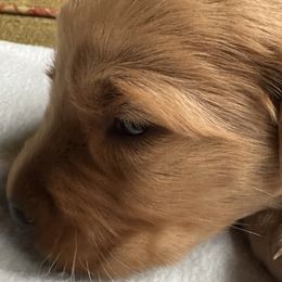 Ash - Golden Retriever puppy from Green Mountain Golden Retrievers